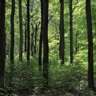 Buchenwald im Frühling, beech forest in spring