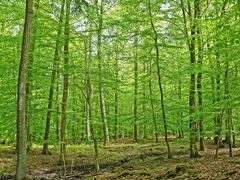 Buchenwald im Frühling