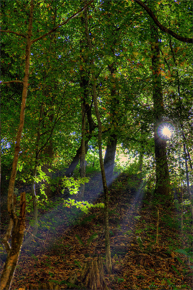 Buchenwald im Gegenlicht