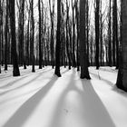 Buchenwald im Gegenlicht