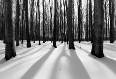 Buchenwald im Gegenlicht