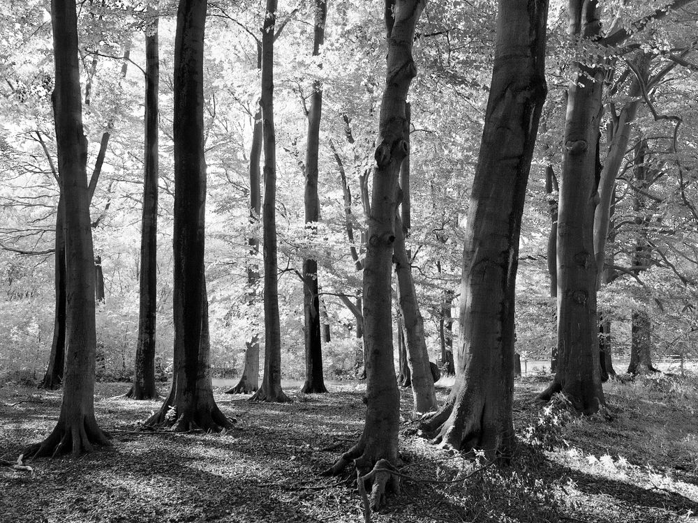 Buchenwald im Gegenlicht