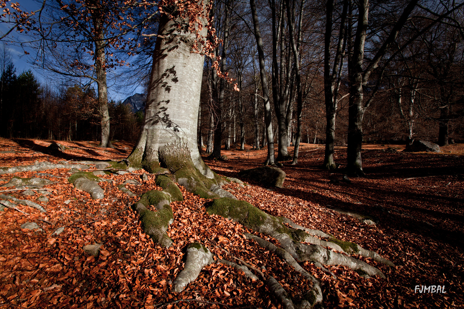 Buchenwald im Herbst