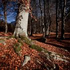 Buchenwald im Herbst