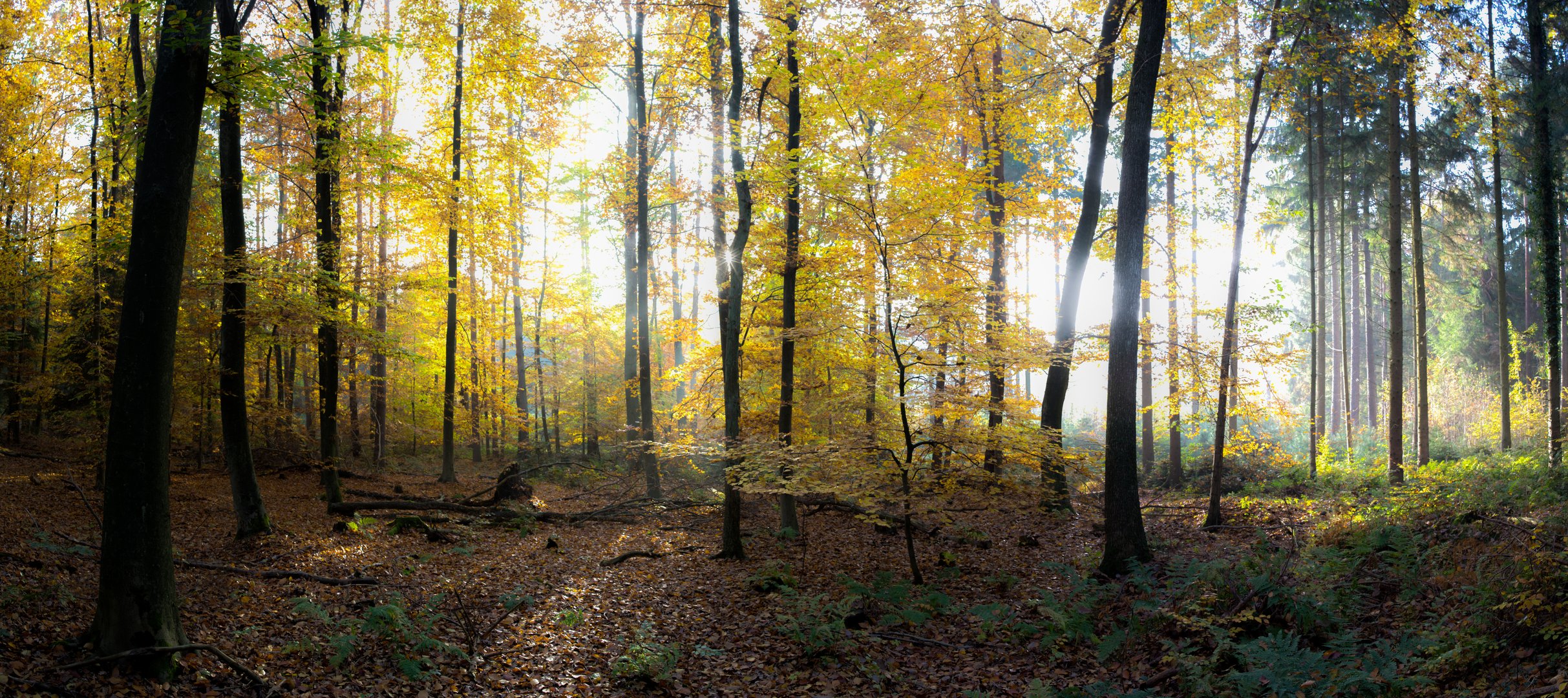 Buchenwald im Herbst