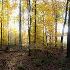 Buchenwald im Herbst