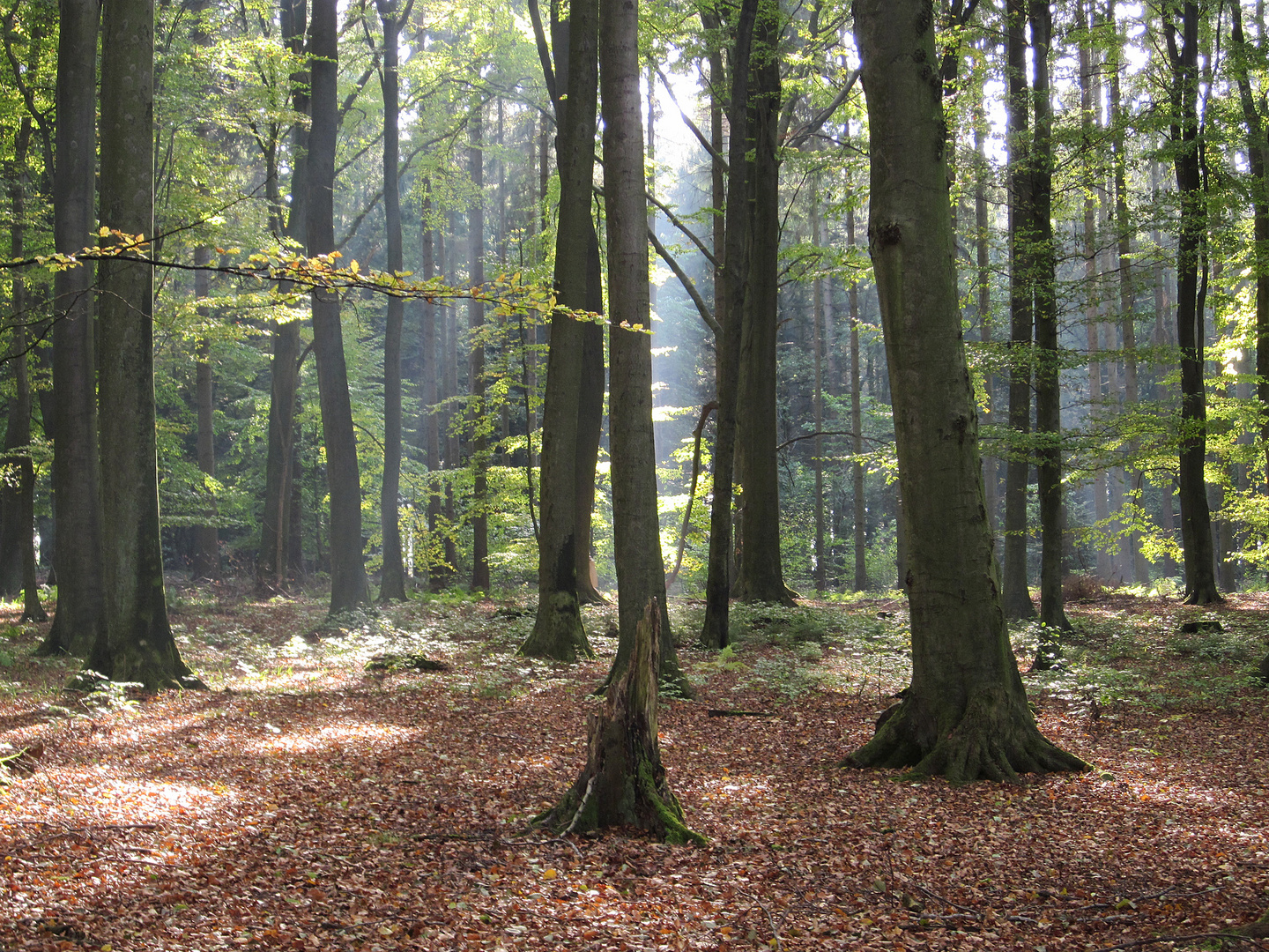 Buchenwald im Herbst