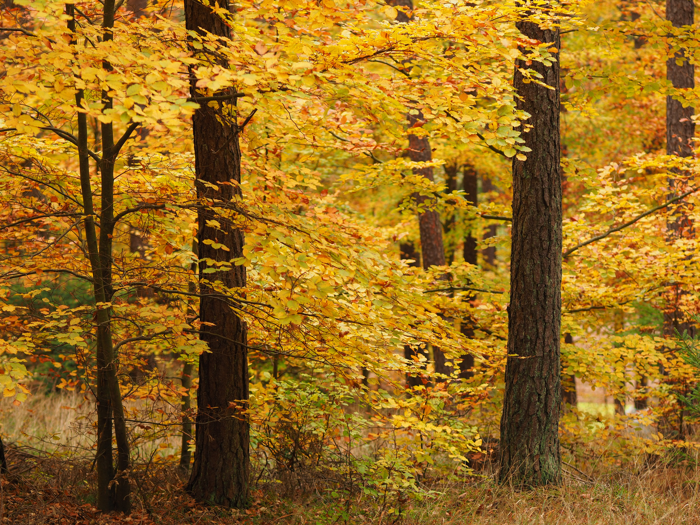 Buchenwald im Herbst