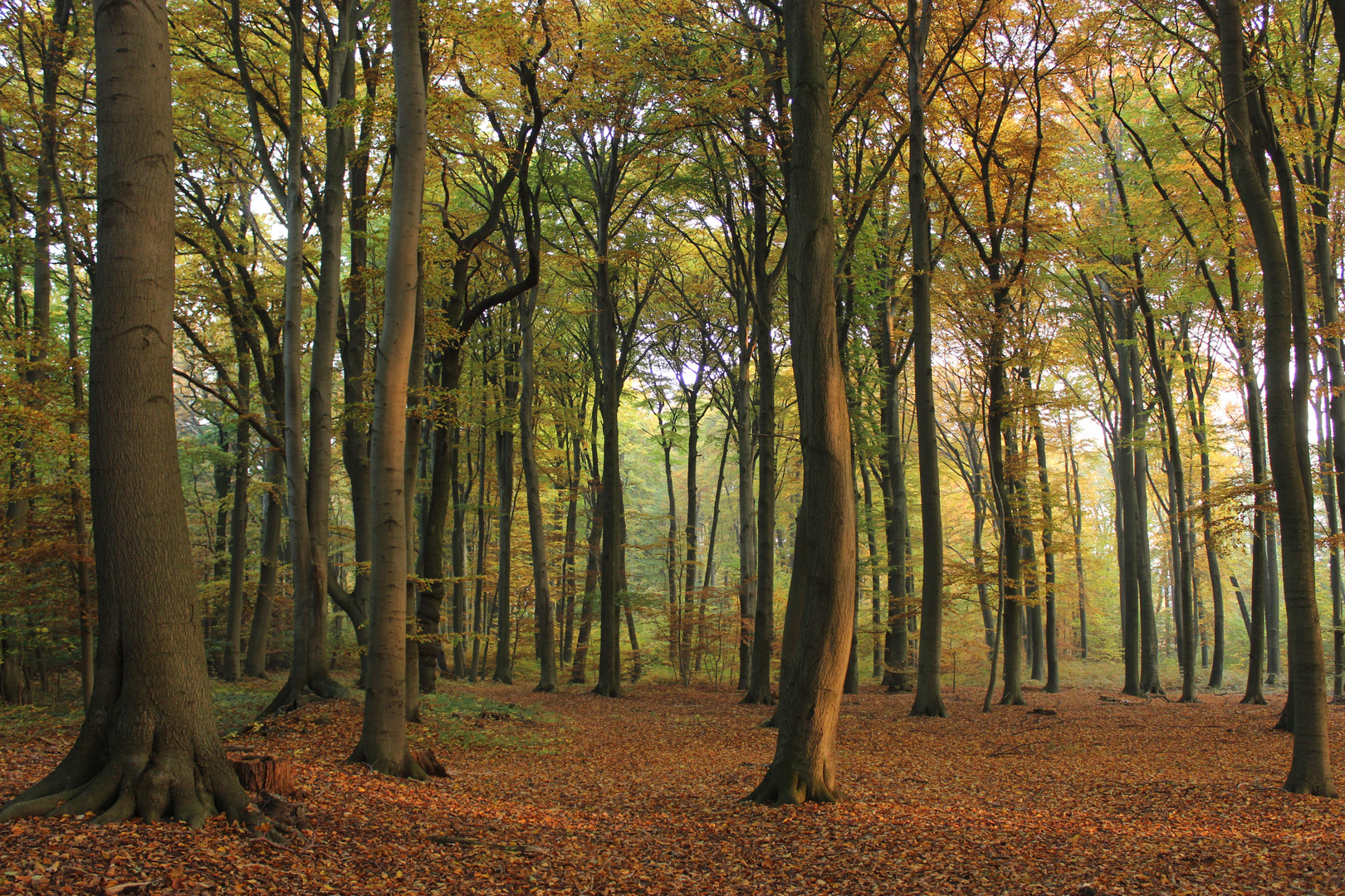 Buchenwald im Herbst