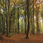 Buchenwald im Herbst