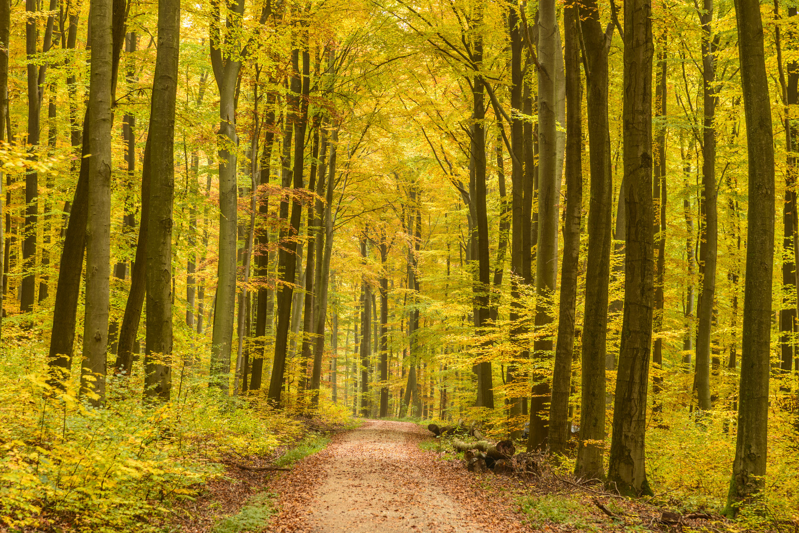 Buchenwald im Herbst