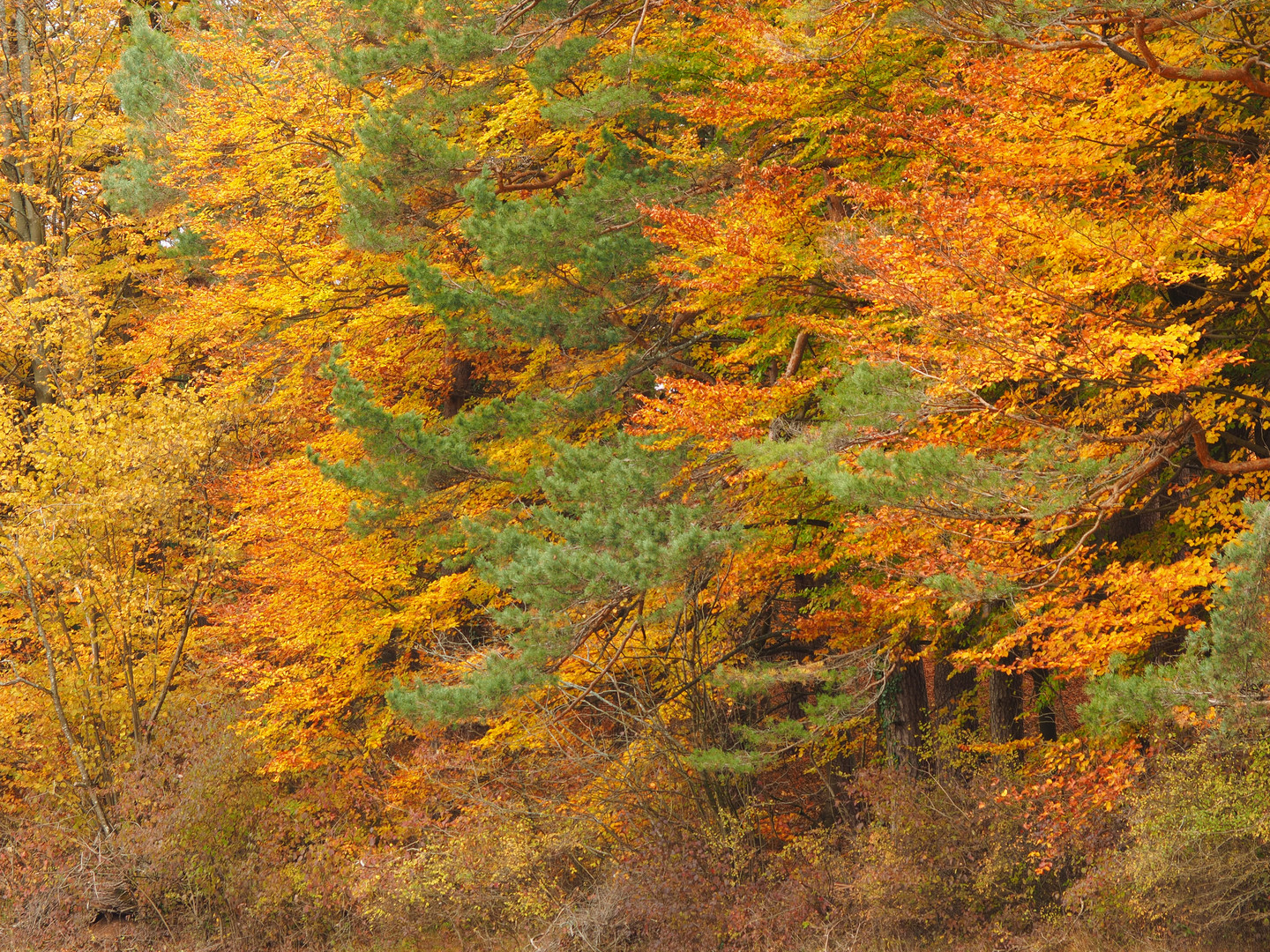 Buchenwald im Herbst