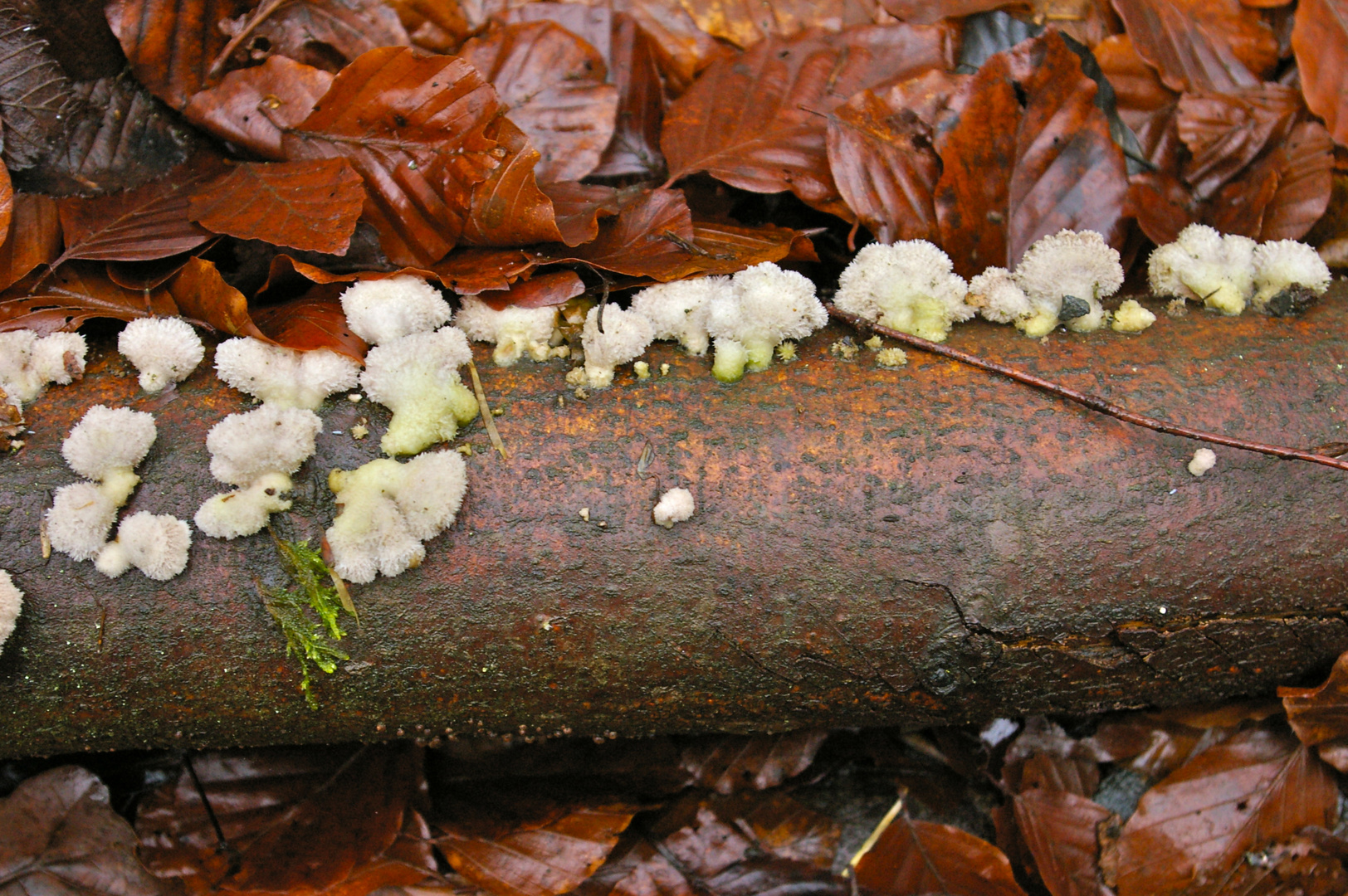 Buchenwald im Herbst