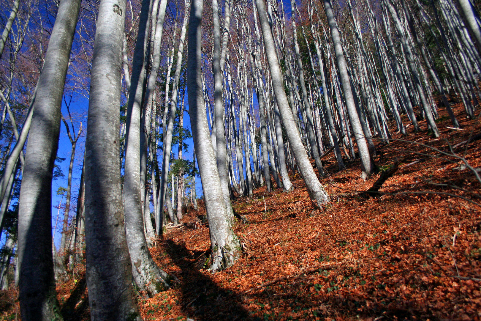 Buchenwald im Herbst