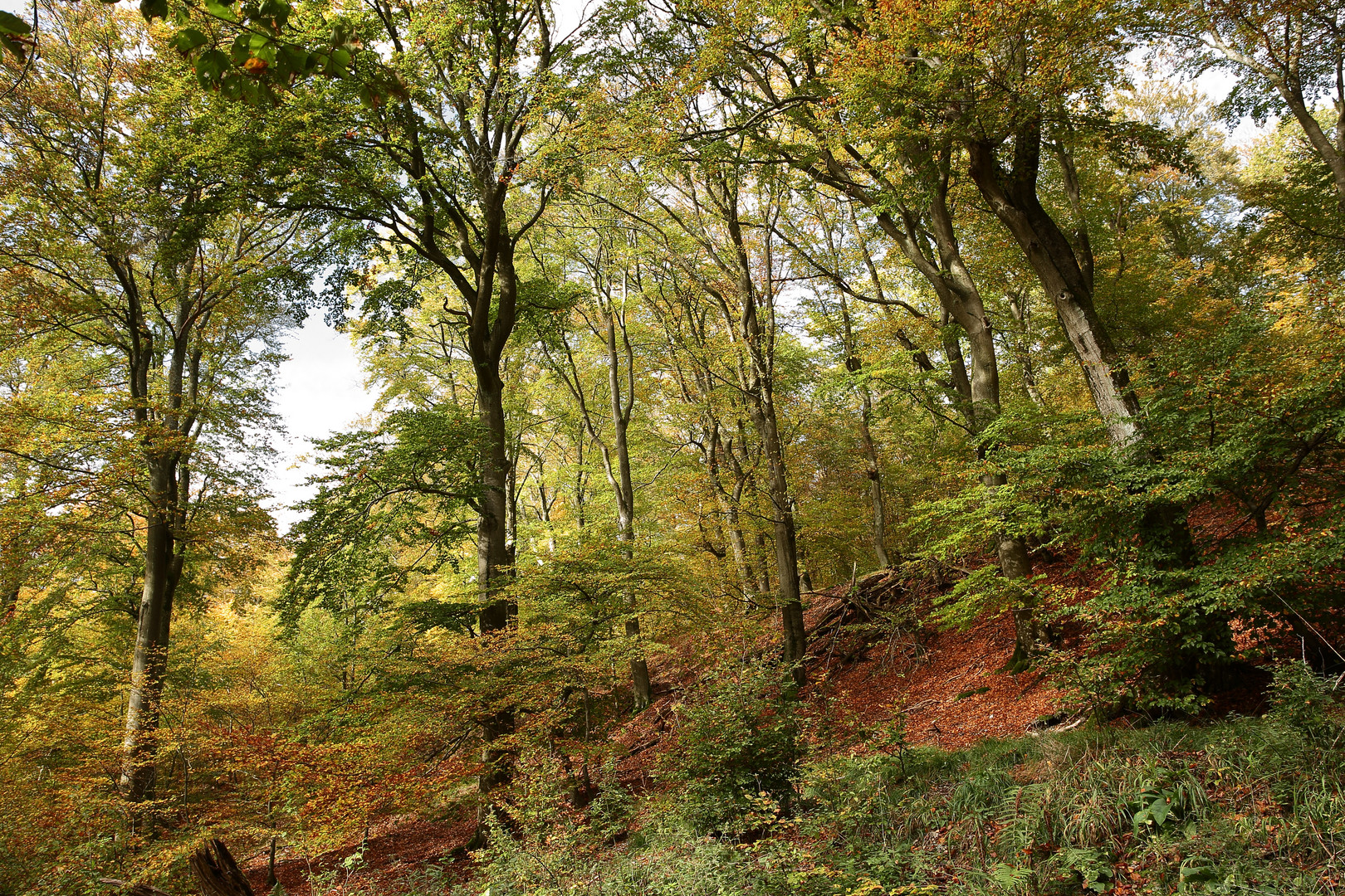 Buchenwald im Herbst