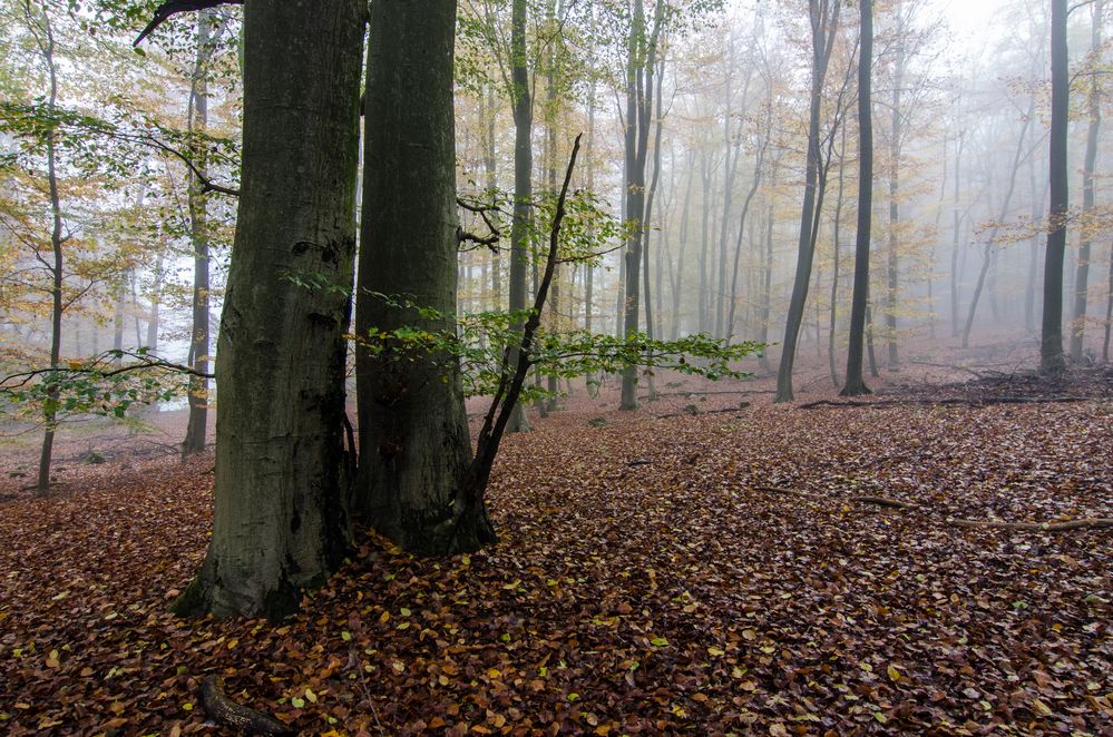 Buchenwald im Herbst