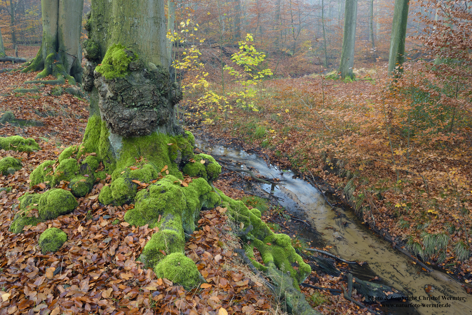 Buchenwald im Herbst