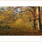 Buchenwald im Herbst