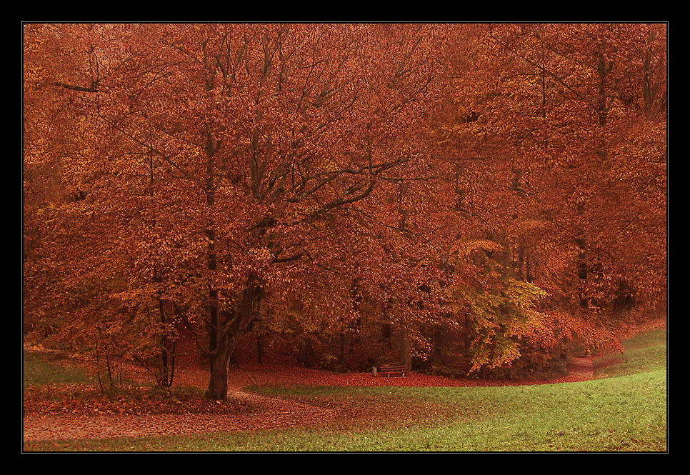 Buchenwald im Herbst