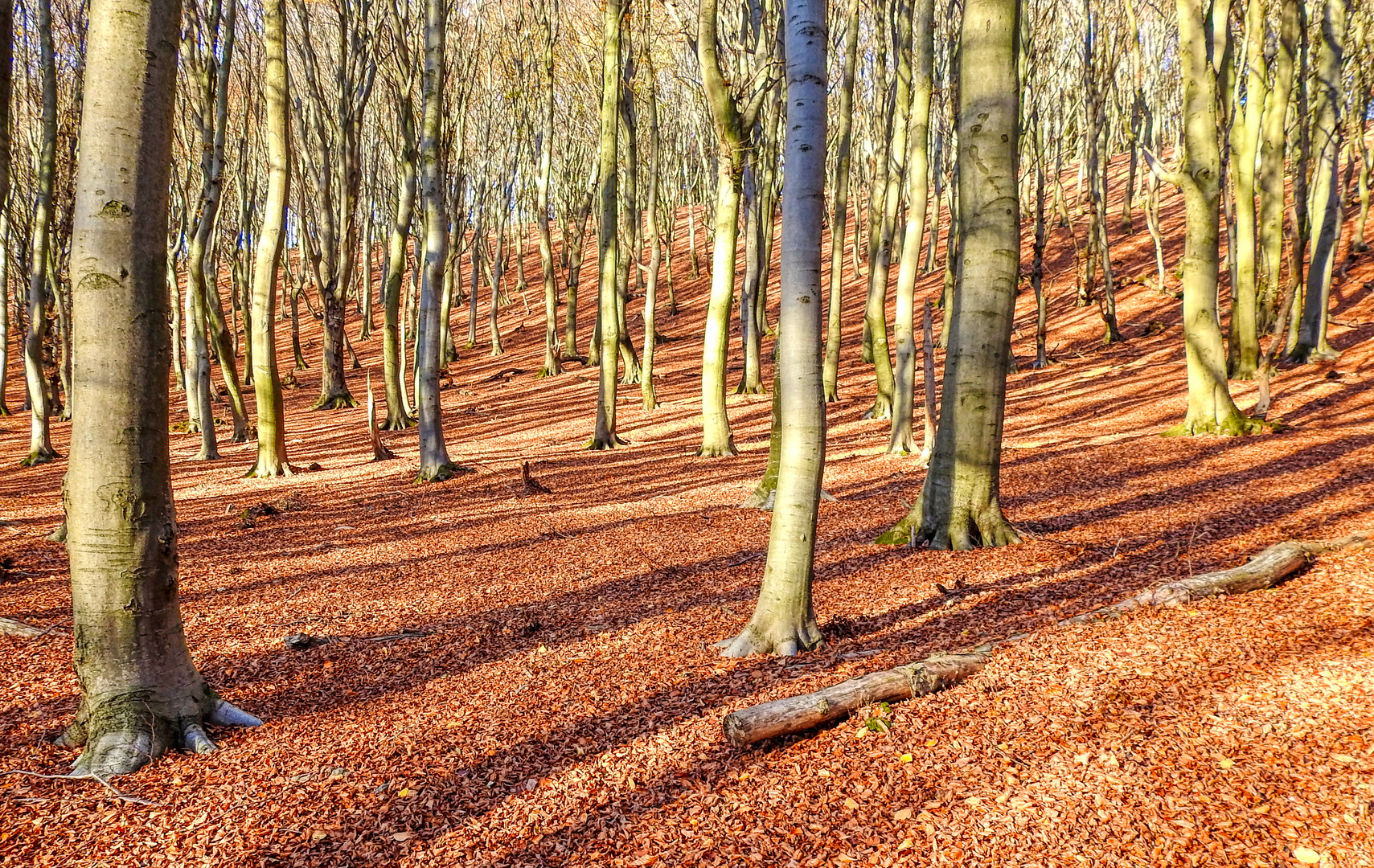 Buchenwald im Herbst