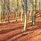 Buchenwald im Herbst