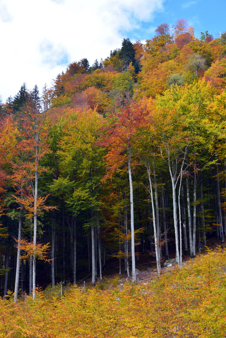 Buchenwald im Herbst II