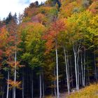 Buchenwald im Herbst II