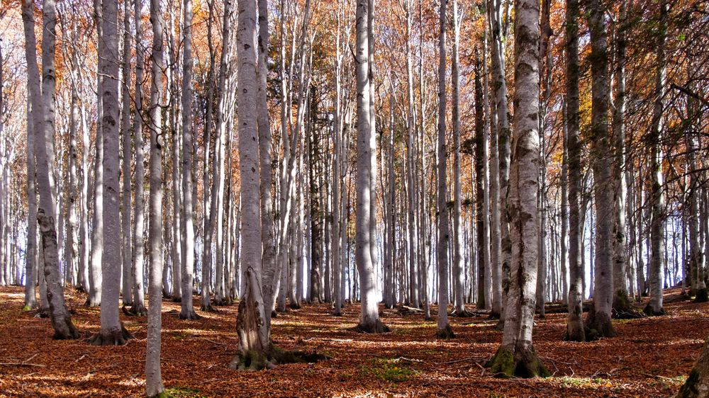 Buchenwald im Herbstkleid