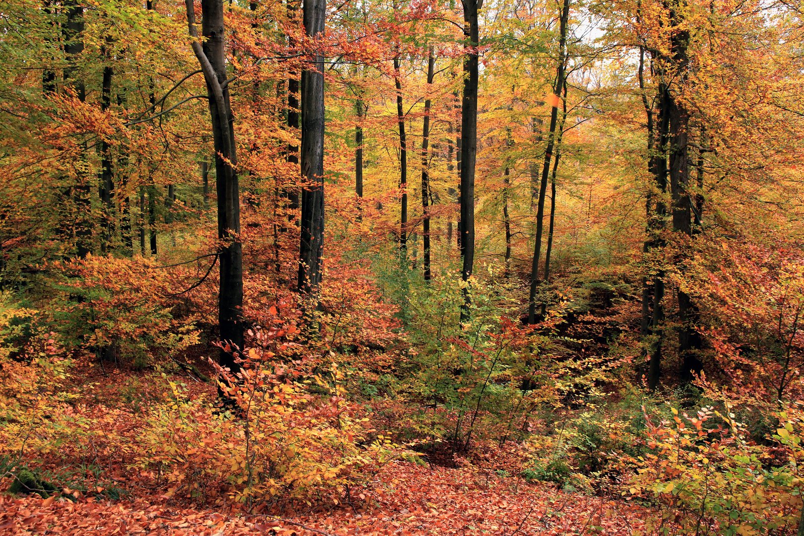 Buchenwald im Herbstlicht,  Arnsberger Wald