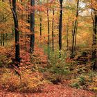 Buchenwald im Herbstlicht,  Arnsberger Wald