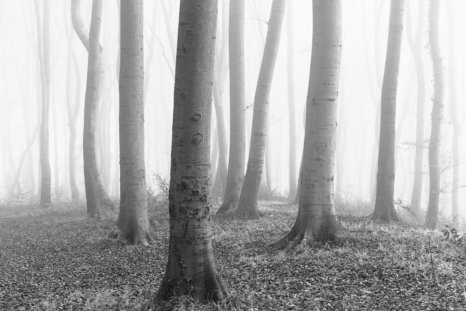 Buchenwald im Herbstnebel Ausschnitt