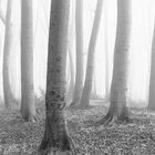 Buchenwald im Herbstnebel Ausschnitt