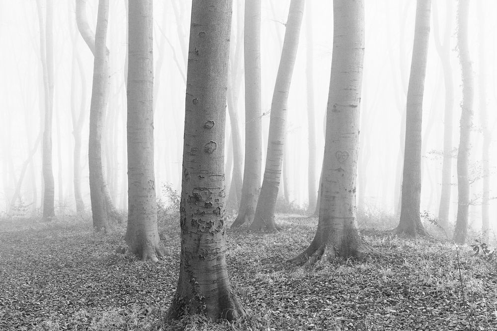 Buchenwald im Herbstnebel Ausschnitt