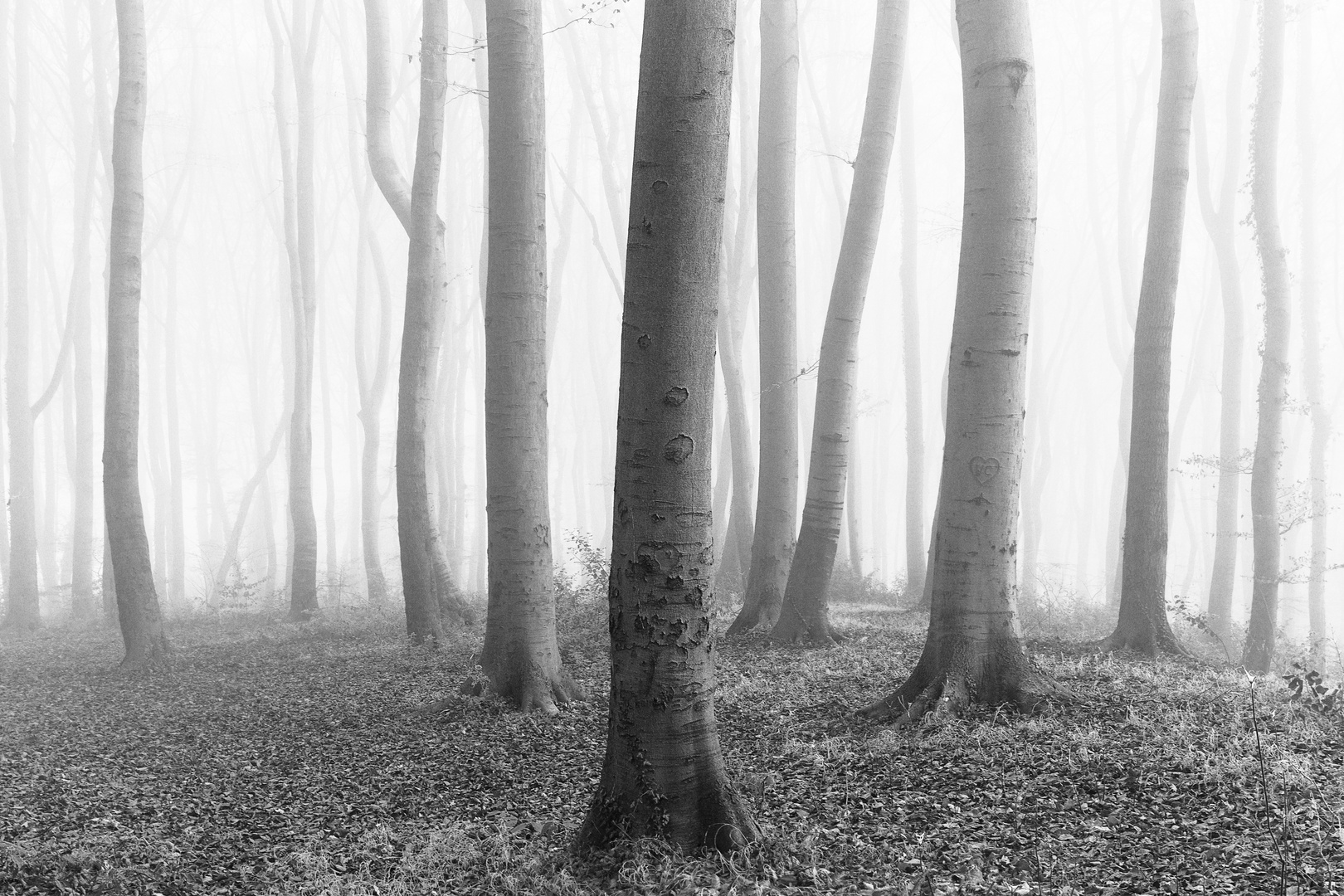 Buchenwald im Herbstnebel