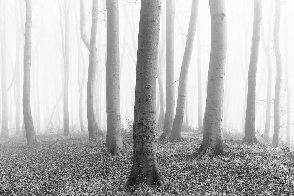 Buchenwald im Herbstnebel