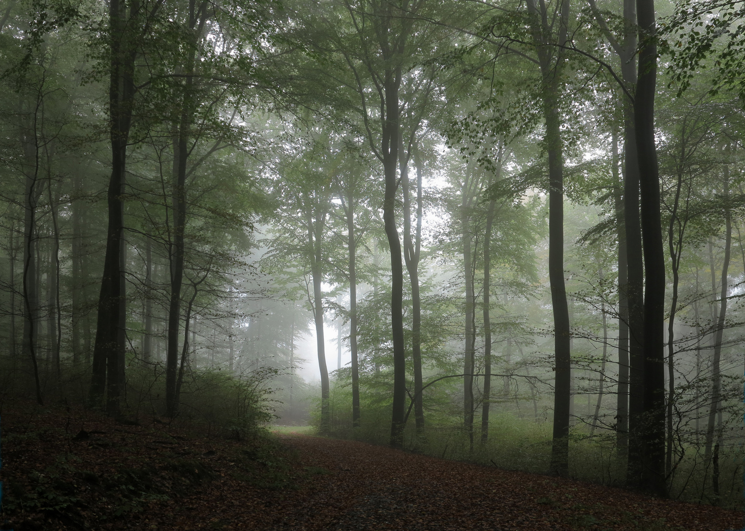 Buchenwald im Herbstnebel,  im Naturpark Arnsberger Wald