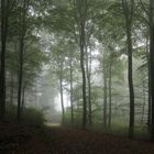 Buchenwald im Herbstnebel,  im Naturpark Arnsberger Wald