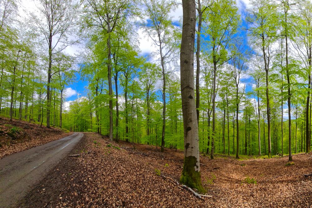 Buchenwald im Mai