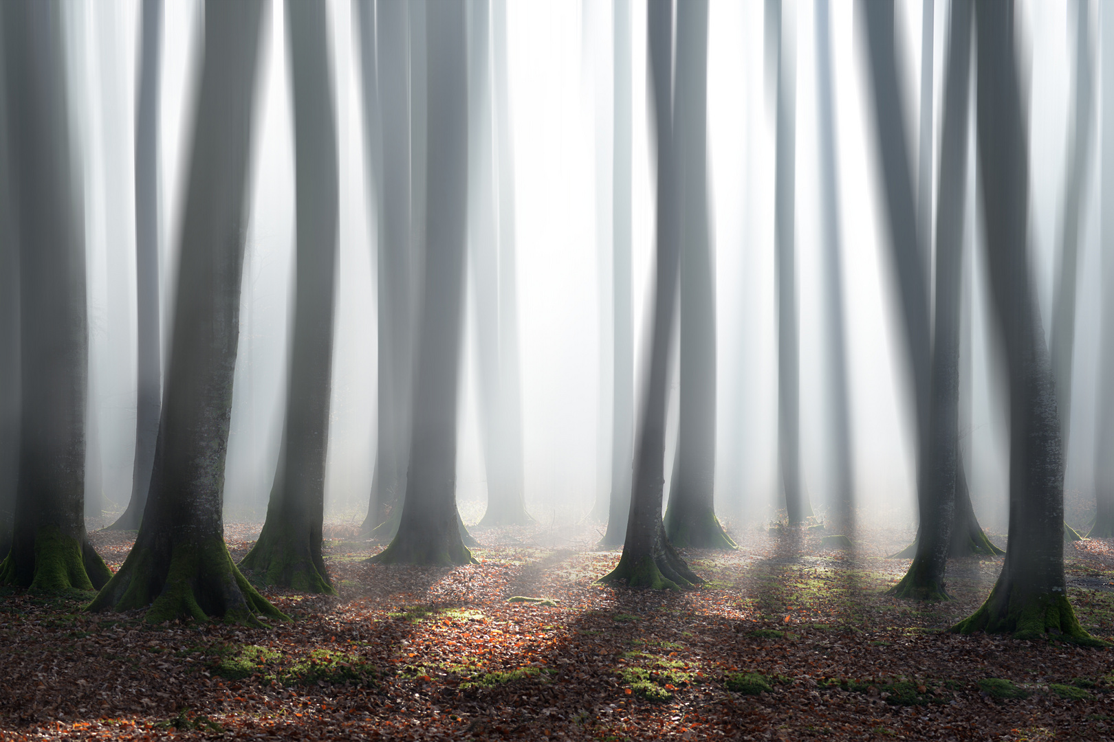 Buchenwald im Morgennebel 1