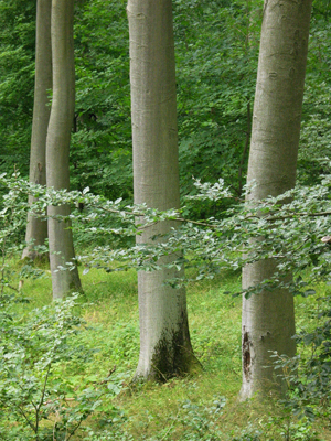 Buchenwald im Müritz-Nationalpark