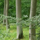 Buchenwald im Müritz-Nationalpark