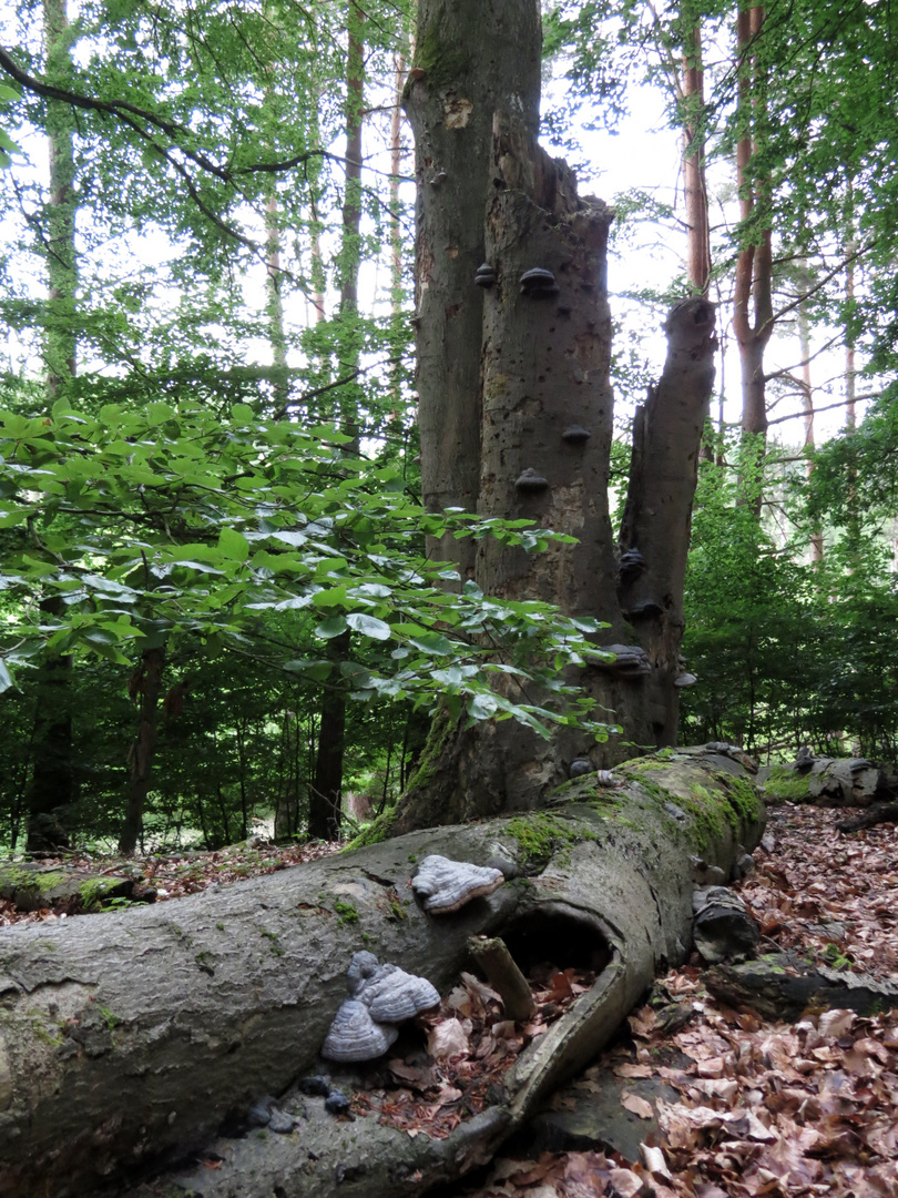 Buchenwald im Müritz-Nationalpark