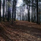 Buchenwald im Nationalpark