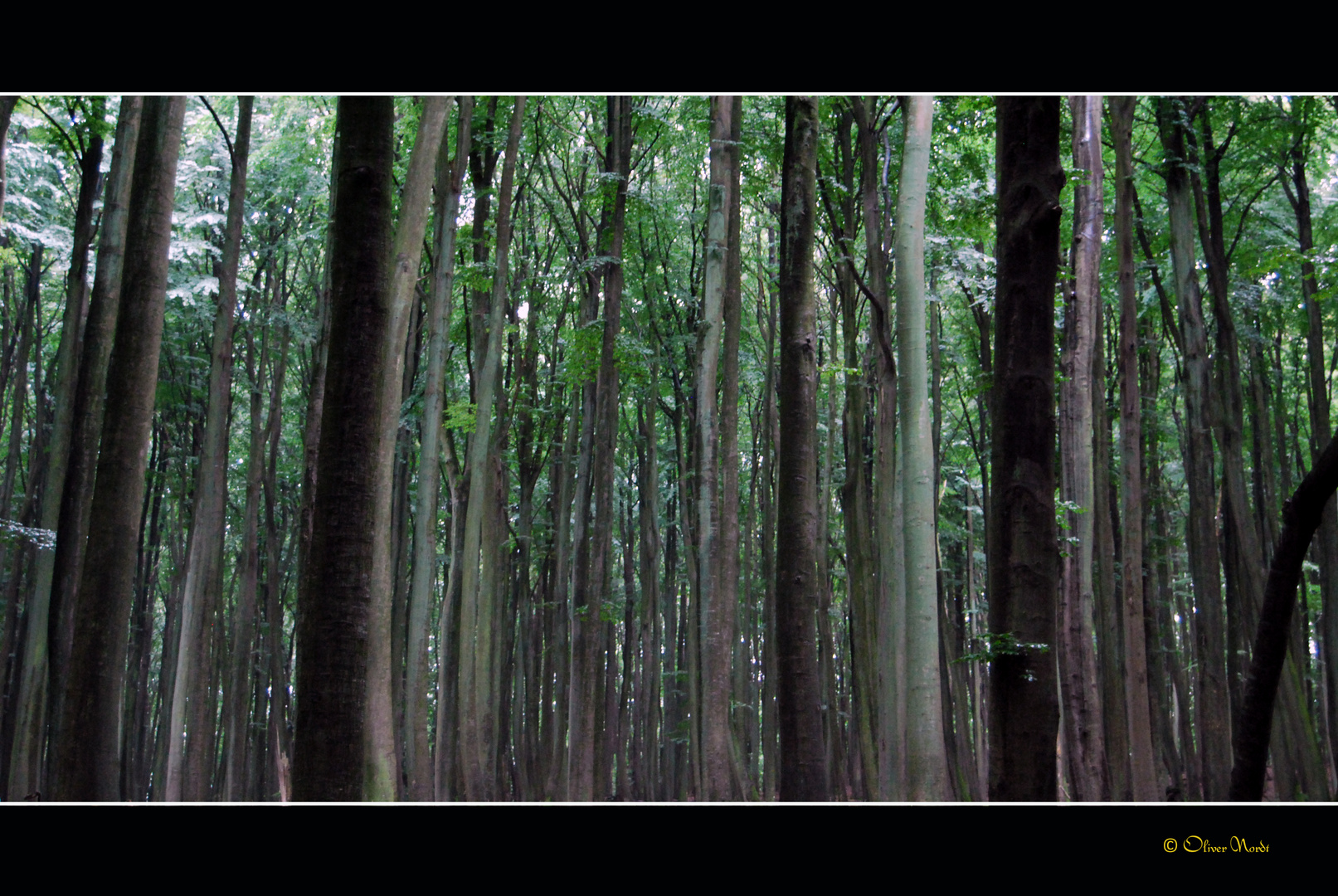 Buchenwald im Nationalpark Jasmund