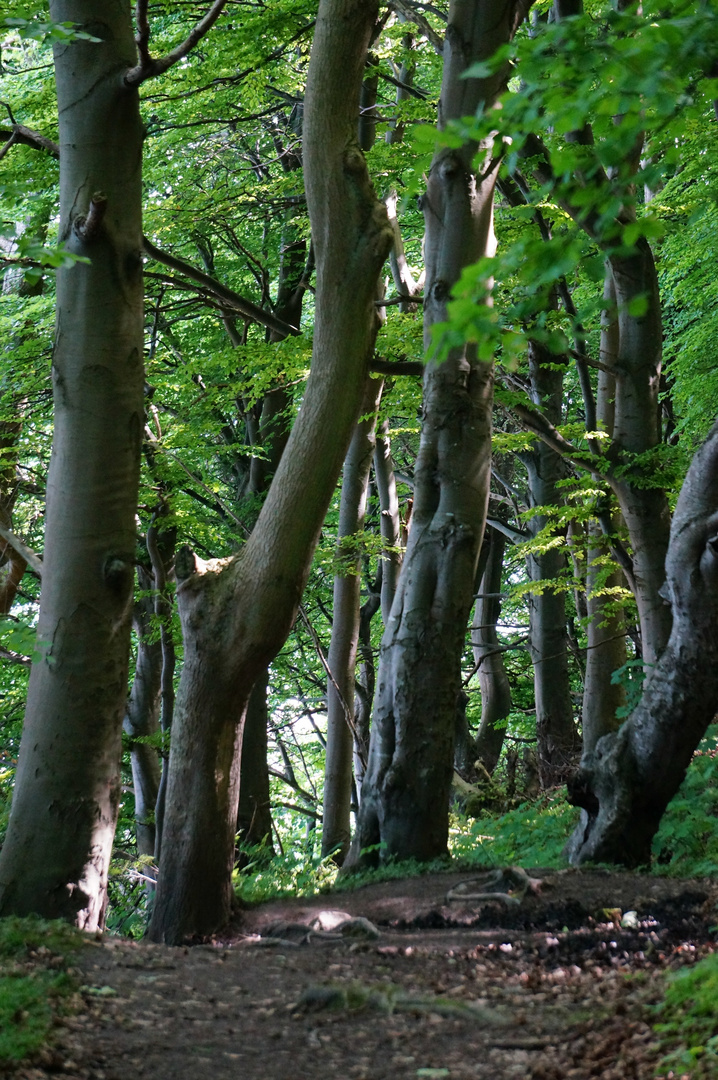 Buchenwald Im Nationalpark Jasmund