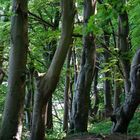 Buchenwald Im Nationalpark Jasmund