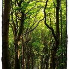 Buchenwald im Nationalpark Jasmund