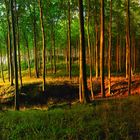 Buchenwald im Nationalpark Jasmund