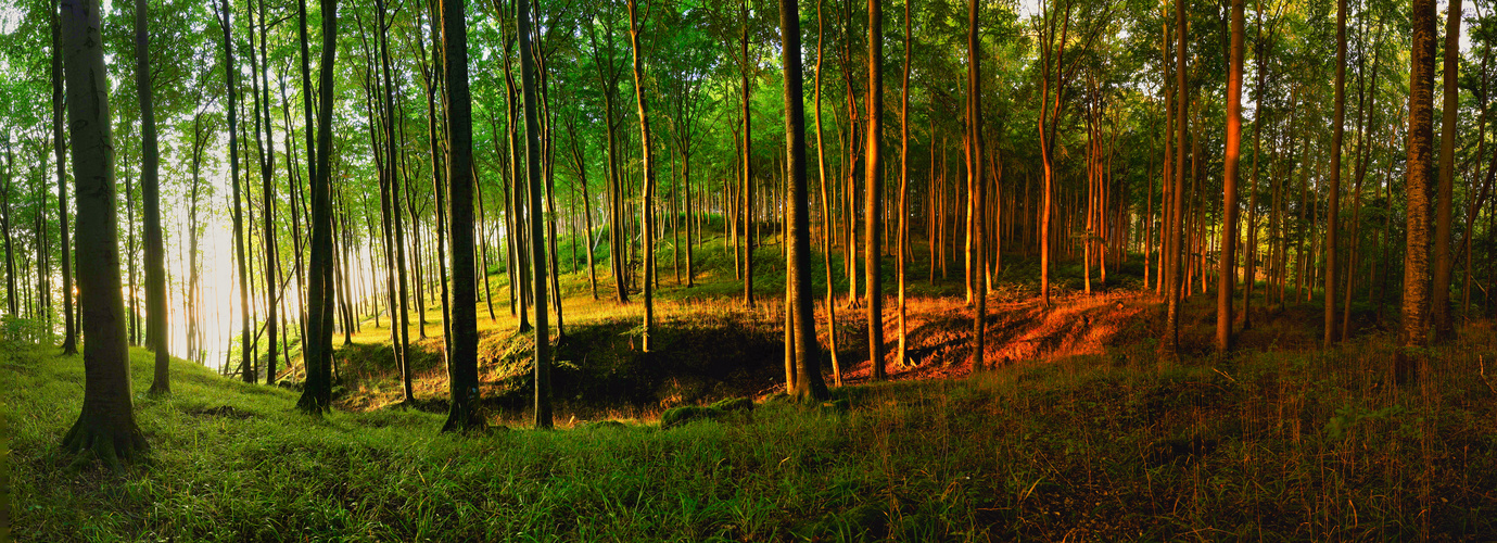 Buchenwald im Nationalpark Jasmund