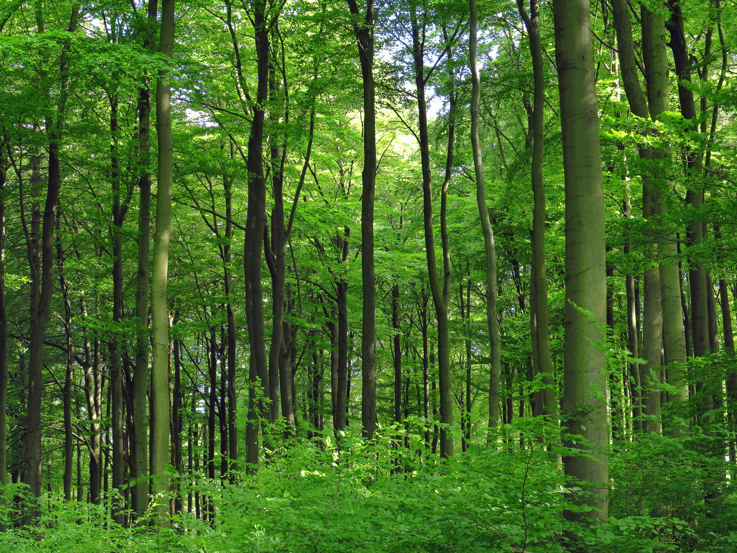 Buchenwald im Naturpark Arnsberger Wald